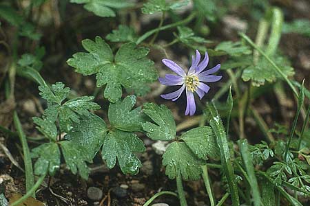 Anemone blanda \ Strahlen-Anemone / Mountain Windflower, Rhodos Profitis Ilias 29.4.1987