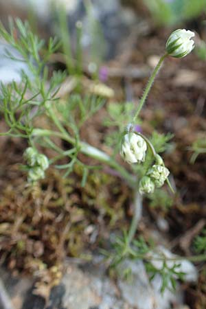 Scandix australis subsp. grandiflora \ Grobltiger Sdlicher Venuskamm / Southern Shepherd's Needle, Rhodos Profitis Ilias 2.4.2019