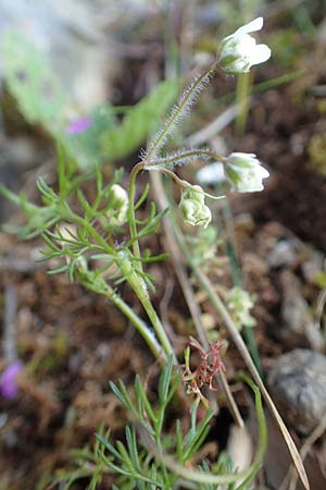 Scandix australis subsp. grandiflora \ Grobltiger Sdlicher Venuskamm / Southern Shepherd's Needle, Rhodos Profitis Ilias 2.4.2019