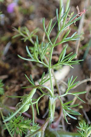 Scandix australis subsp. grandiflora / Southern Shepherd's Needle, Rhodos Profitis Ilias 2.4.2019