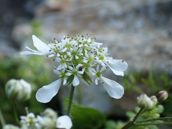 Scandix australis subsp. grandiflora / Southern Shepherd's Needle, Rhodos Profitis Ilias 2.4.2019