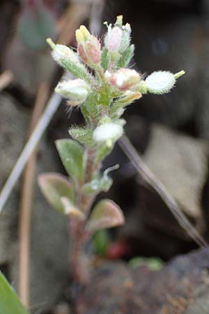 Alyssum simplex \ Gewhnliches Steinkraut, Einfache Steinkresse / Common Alison, Rhodos Moni Artamiti 16.3.2023