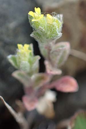 Alyssum simplex \ Gewhnliches Steinkraut, Einfache Steinkresse / Common Alison, Rhodos Moni Artamiti 16.3.2023