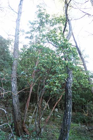 Arbutus andrachne \ stlicher Erdbeerbaum / Grecian Strawberry Tree, Greek Strawberry Tree, Rhodos Profitis Ilias 25.3.2019