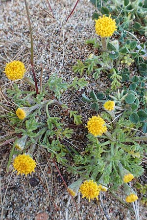 Anthemis rigida \ Steife Hundskamille / Rayless Chamomile, Rhodos Tsambika 30.3.2019