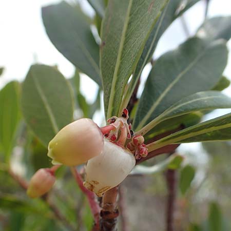 Arbutus unedo \ Westlicher Erdbeerbaum / Strawberry Tree, Rhodos Kattavia 1.4.2019