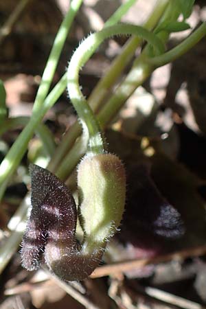 Aristolochia guichardii \ Guichards Osterluzei, Rhodos Profitis Ilias 2.4.2019