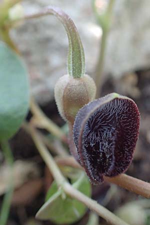 Aristolochia guichardii \ Guichards Osterluzei / Rhodian Birthwort, Rhodos Profitis Ilias 2.4.2019