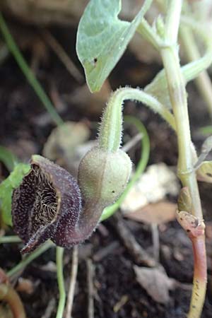 Aristolochia guichardii / Rhodian Birthwort, Rhodos Profitis Ilias 2.4.2019