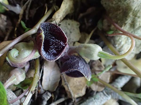 Aristolochia guichardii / Rhodian Birthwort, Rhodos Profitis Ilias 2.4.2019