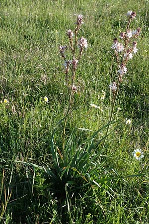 Asphodelus ramosus \ stiger Affodill / Branched Asphodel, Rhodos Mount Smith 18.3.2023