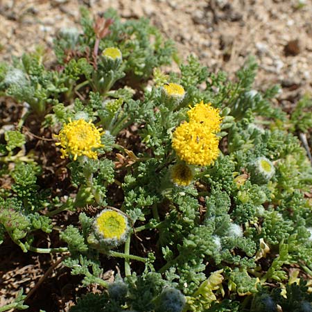 Anthemis rigida / Rayless Chamomile, Rhodos Agathi Beach 26.3.2023