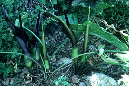 Arum dioscoridis \ Dioskorides-Aronstab, Rhodos Kallithea Terme 25.4.1987