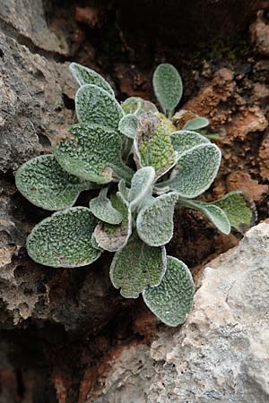 Pentanema verbascifolium subsp. candidum \ Schneeweier Alant, Anatolischer Alant, Rhodos Tsambika 30.3.2019