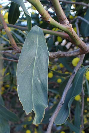 Acacia saligna \ Weidenblttrige Akazie, Rhodos Haraki 15.3.2023