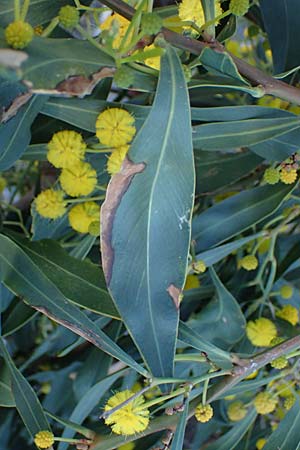 Acacia saligna \ Weidenblttrige Akazie, Rhodos Haraki 15.3.2023