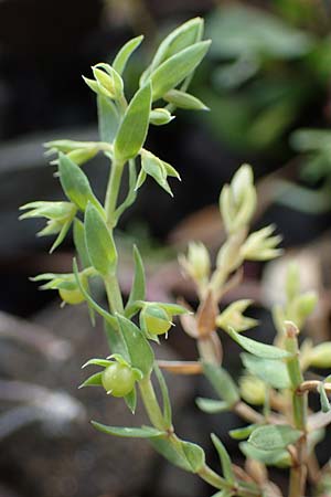 Lysimachia linum-stellatum \ Stern-Lein / Flax-Leaved Loosestrife, Rhodos Moni Artamiti 16.3.2023