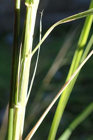 Oloptum miliaceum \ Gewhnlicher Grannenreis / Rice Grass, Smilo Grass, Rhodos Mount Smith 18.3.2023