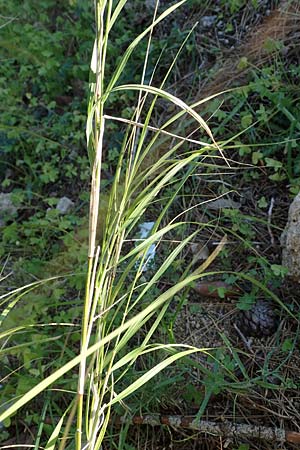 Oloptum miliaceum \ Gewhnlicher Grannenreis / Rice Grass, Smilo Grass, Rhodos Mount Smith 18.3.2023