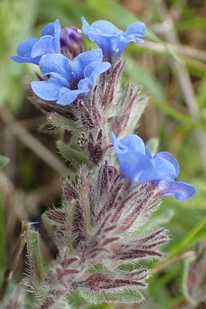 Alkanna tinctoria \ Frber-Alkanna, Schminkwurz / Alkanet, Rhodos Profilia 5.4.2019