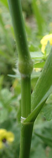 Avena sterilis \ Wild-Hafer, Tauber Hafer / Animated Oat, Winter Wild Oat, Rhodos City 28.3.2019