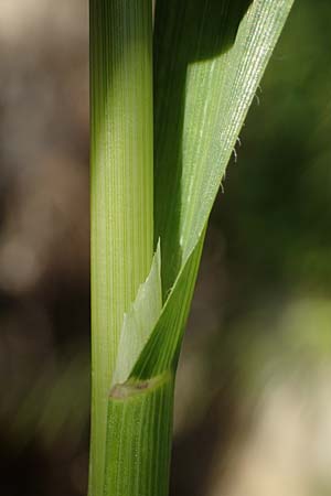 Avena sterilis \ Wild-Hafer, Tauber Hafer / Animated Oat, Winter Wild Oat, Rhodos Pastida 29.3.2023