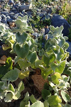 Ballota acetabulosa \ Napf-Schwarznessel / False Dittany, Greek Horehound, Rhodos Lindos 20.3.2023