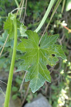 Bryonia cretica \ Zweihusige Zaunrbe, Rhodos Embona 31.3.2019