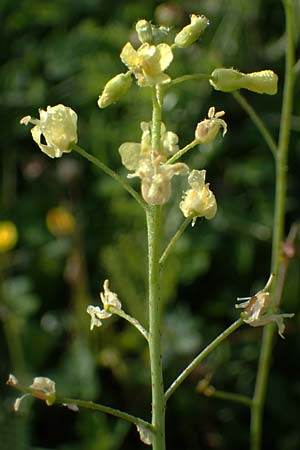 Bunias erucago / Southern Warty Cabbage, Rhodos Archangelos 24.3.2023