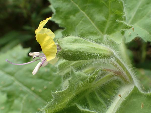 Hyoscyamus aureus \ Goldgelbes Bilsenkraut, Rhodos City 28.3.2019