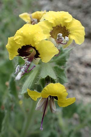 Hyoscyamus aureus \ Goldgelbes Bilsenkraut / Golden Henbane, Rhodos City 28.3.2019