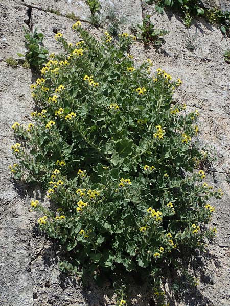 Hyoscyamus aureus \ Goldgelbes Bilsenkraut / Golden Henbane, Rhodos City 28.3.2023