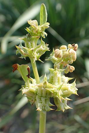 Beta vulgaris subsp. maritima \ Wilde Rbe, Meer-Mangold / Sea Beet, Rhodos Apolakkia 3.4.2019