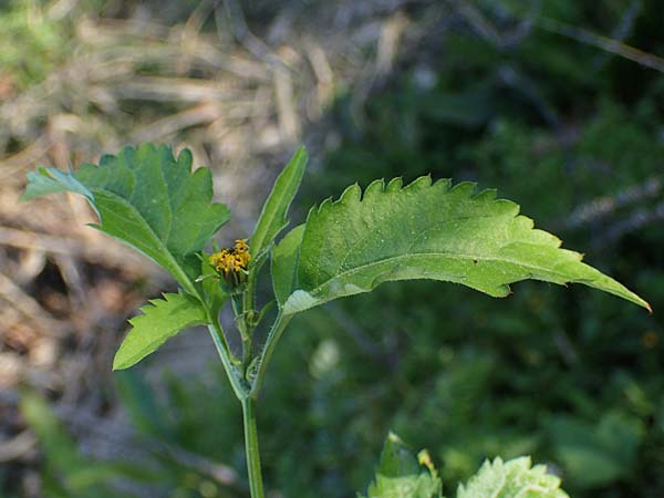 Bidens pilosa \ Behaarter Zweizahn / Cobbler's Pegs, Spanish Needle, Rhodos Stegna 28.3.2023