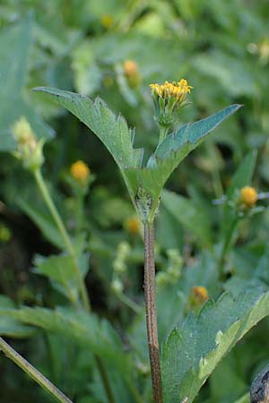 Bidens pilosa \ Behaarter Zweizahn / Cobbler's Pegs, Spanish Needle, Rhodos Stegna 28.3.2023