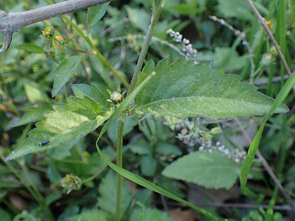 Bidens pilosa \ Behaarter Zweizahn / Cobbler's Pegs, Spanish Needle, Rhodos Stegna 28.3.2023