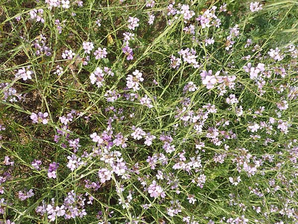 Erucaria hispanica / Spanish Pink Mustard, Rhodos Kattavia 1.4.2019