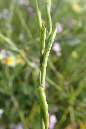 Erucaria hispanica \ Spanischer Senf / Spanish Pink Mustard, Rhodos Kattavia 1.4.2019