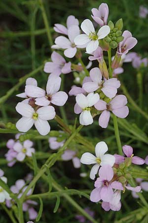 Erucaria hispanica / Spanish Pink Mustard, Rhodos Kattavia 1.4.2019