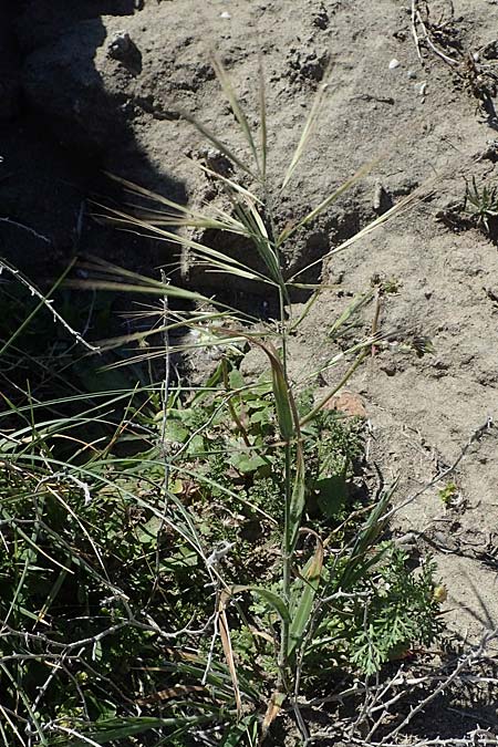 Bromus diandrus \ Grohrige Trespe / Great Brome, Rhodos Apolakkia 25.3.2023