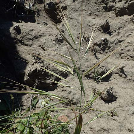 Bromus diandrus / Great Brome, Rhodos Apolakkia 25.3.2023