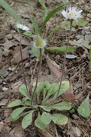 Bellis sylvestris \ Wald-Gnseblmchen, Rhodos Kolymbia 22.3.2023