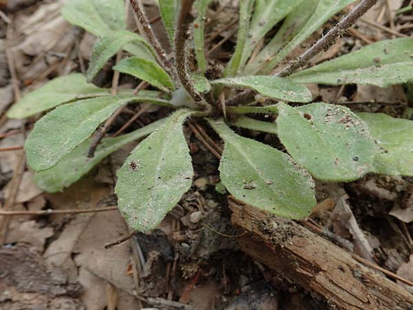 Bellis sylvestris / Southern Daisy, Rhodos Kolymbia 22.3.2023