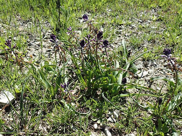 Bellevalia trifoliata \ Dreiblttrige Hyazinthe, Rhodos Lardos 24.3.2019