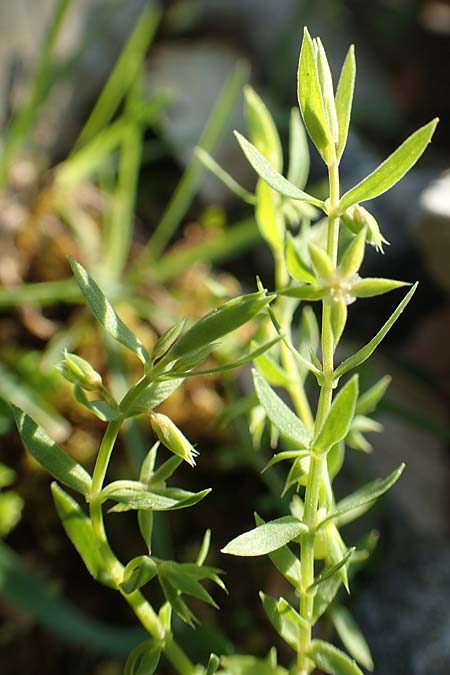 Lysimachia linum-stellatum \ Stern-Lein / Flax-Leaved Loosestrife, Rhodos Profitis Ilias 2.4.2019