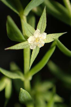 Lysimachia linum-stellatum \ Stern-Lein / Flax-Leaved Loosestrife, Rhodos Profitis Ilias 2.4.2019