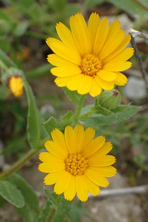 Calendula arvensis \ Acker-Ringelblume, Rhodos Profilia 5.4.2019