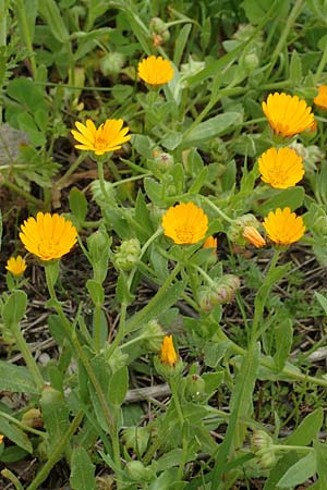 Calendula arvensis \ Acker-Ringelblume, Rhodos Profilia 5.4.2019