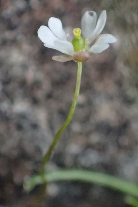 Draba verna agg. \ Frhlings-Hungerblmchen / Common Whitlowgrass, Rhodos Moni Artamiti 16.3.2023