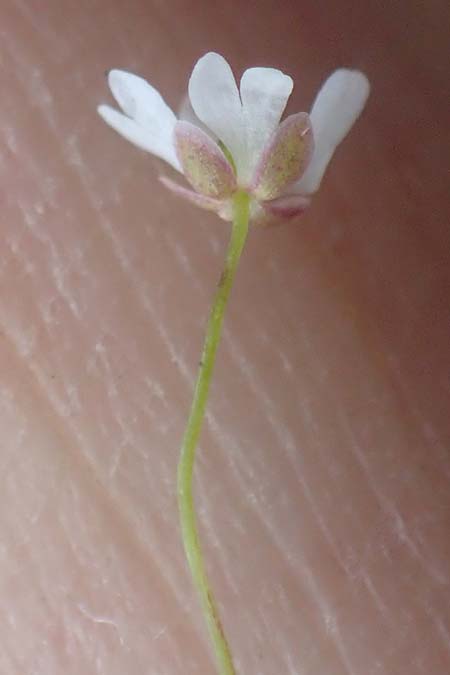 Draba verna agg. / Common Whitlowgrass, Rhodos Moni Artamiti 16.3.2023